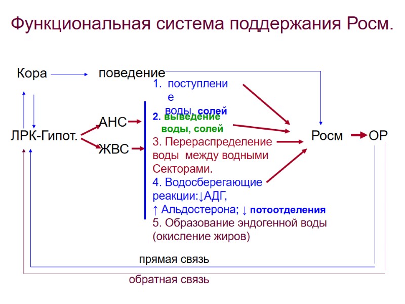 Росм ОР ЛРК-Гипот. АНС ЖВС поступление     воды, солей  2.